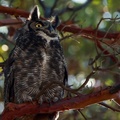 Great Horned Owl, Beacon Hill Park, Victoria, British Columbia, Canada
